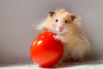 beautiful fluffy syrian hamster with banana