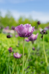 Fototapeta premium purple flowers in the garden