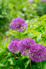 purple flowers in the garden