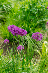 purple flowers in the garden