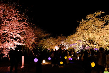 Cherry blossoms at Nijo Castle, Kyoto to be illuminated in spring...
