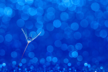 A beautiful shiny dewdrop on a macro image of dandelion seeds on a background of blue sparkling...