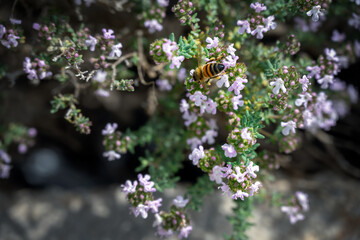 Bee on blooming Thymus or thyme plant in spring