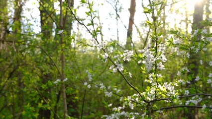 Close up of beautiful white flowers of fruit tree against blurred background on sunny spring day, selective focus. Spring background with fruits tree blooming.