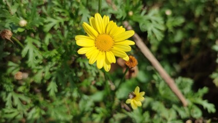 yellow dandelions on grass