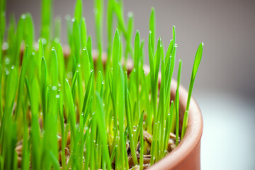 Fototapeta na wymiar Green cat grass with dew drops grows in a ceramic flower pot in macro. Oat grass plant in terracotta pot. Selective focus on individual blades of grass. Blurred image