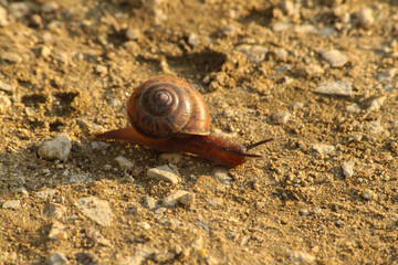 macro