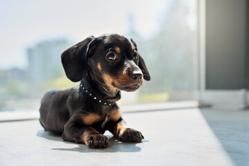 Front view of cute, little puppy, dachshund with brown paws and neck lying, looking aside, relaxing. Funny, little dog wearing black collar, playing, resting. Concept of pets.