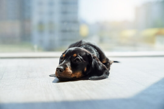 Front view of cute, little, funny puppy lying on paws indoors, looking forward, thoughtful, sad. Pretty dachshund with brown neck and paws resting. Concept of domestic animals.