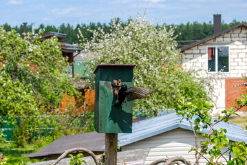 the birds feed their children