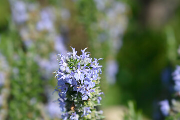 Rosemary flower