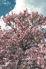Blooming magnolia tree crown. Branches covered with huge pink flowers