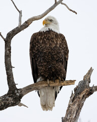 A regal Bald Eagle looks over the surrounding landscape from a gnarly old tree in Northwest Ontario, Canada.