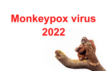 Red chimpanzee sitting on a tree brunch. Sign in red color. Monkey pox virus 2022 concept. White background. Health care theme
