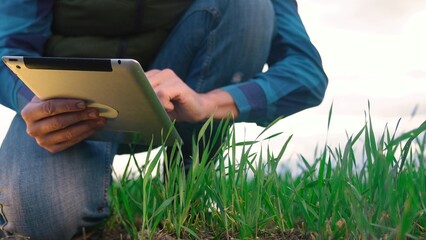 agriculture. farmer with a digital tablet examines green wheat in a field on a digital tablet....