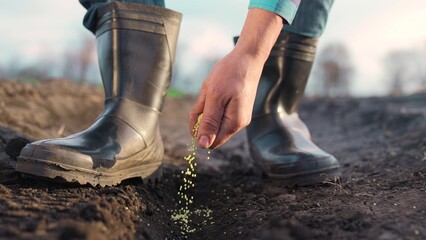 agriculture. farmer hands planting seeds. business plant agriculture concept. farmer hands is...
