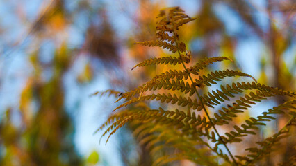 Macro de feuilles de fougère de teinte orangée, dans la forêt des Landes de Gascogne, pendant le crépuscule