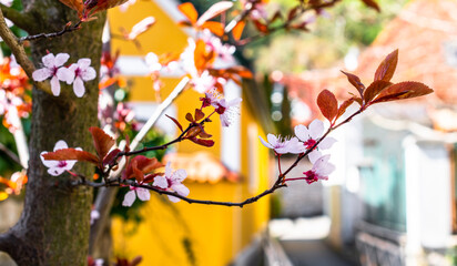 Cherry blossom on sunny a street in Veszprém.