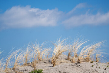 Marker Wadden  Witte kwikstaart - White wagtail