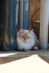 Pretty Neva masquerade kitten on patio