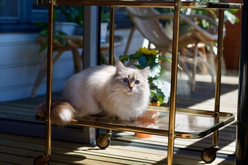 Surprised looking Siberian kitten on golden trolley