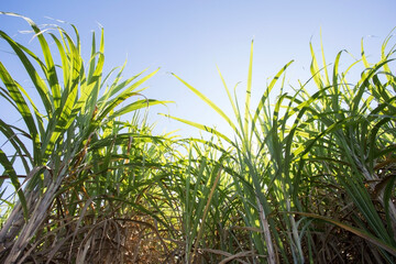 Sugarcane plantation field aerial view with sun light. Agricultural industrial. sugarcane is a grass of poaceae family. it taste sweet and good for health. Well known as tebu in malaysia