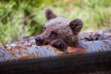 Young wild bear on a road in Romania