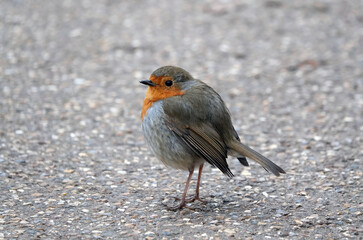 A European robin perching on the ground. 