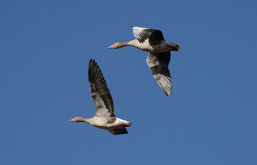 Fototapeta na wymiar A low angle view of two greylag geese in flight against a blue sky. 
