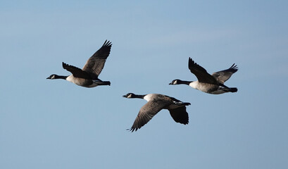 Three Canada geese in flight against a blue sky. 