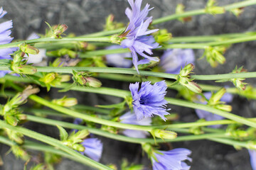 Chicory grass with blue flowers on a black (dark) background.