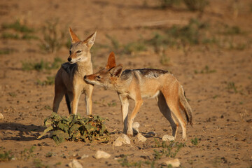 Fototapeta premium Black-backed Jackal in the Kgalagadi, South Africa 