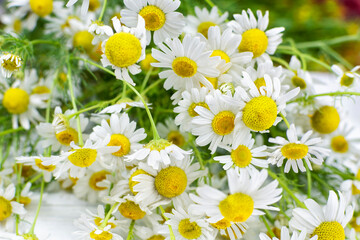Bouquet of chamomile medicinal (pharmacy) field close-up. Herbal medicine, medicinal herb Matricaria.