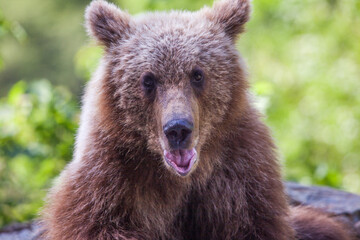 Young wild bear on a road in Romania