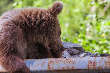 Young wild bear on a road in Romania