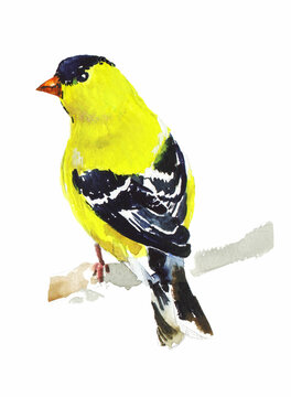 recommend clip art: Goldfinch bird on a branch watercolor illustration. Hand drawn realistic blue tit. Small birds garden and forest small birds. Isolated background