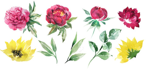 Watercolor clipart burgundy peonies, meadow flowers and leaves. Floral set.