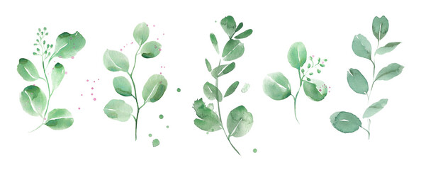 Fototapeta Watercolor eucalyptus clipart. Emerald greenery. Retro style. obraz