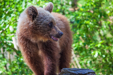 Young bear on the Transfagarasan in Romania