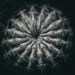 Cactus macro vista cenital en blanco y negro