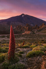 Red tajinaste blooming and Mount Teide at sunset, Teide National Park, Tenerife, Sta. Cruz de...
