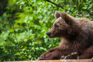 Young bear on the Transfagarasan in Romania