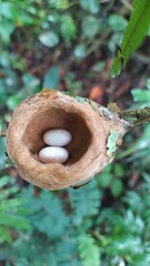 hummingbird eggs in the nest © Felipe