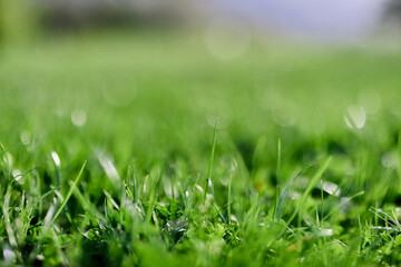 Green summer grass in the rays of sunlight, preserving the nature of the earth