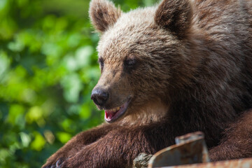 Young bear on the Transfagarasan in Romania