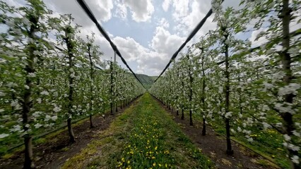 Aerial view movement flight between blossom apple trees rows running rabbit agriculture local food growing plantation. FPV sports drone countryside industrial plant cultivation village sky scenery 4k - Powered by Adobe