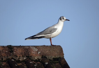 A profile view of a black-headed gull perching on a roof against a blue sky. 