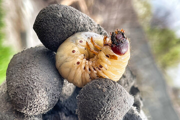 a man in gloves holds a large larva of the cockchafer.