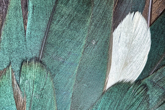 Colorful feathers of duck drake. Background of green and white feathers.