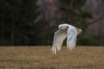 Snowy owl (Bubo scandiacus) spreads its wings as he takes off from a post to hunt in Quebec, Canada